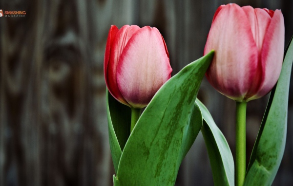 Два розовых тюльпана