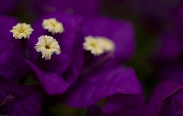 Фиолетовые цветочки