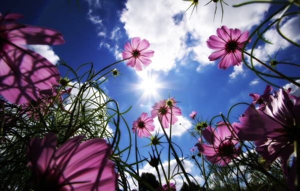 Фиолетовые цветочки и небо