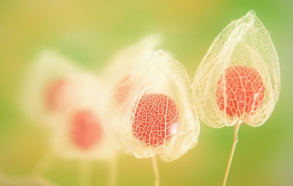 Паутинки цветка Физалиса