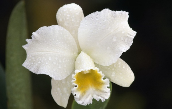 Белая орхидея с капельками воды