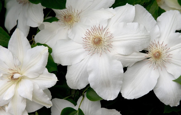 Белые цветы с нежными лепестками