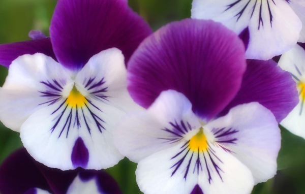 Бело сиреневые цветы