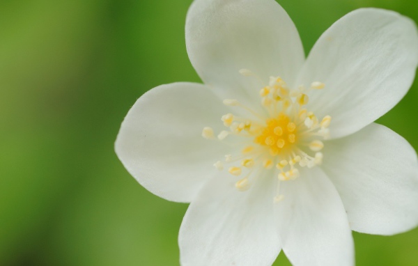 Белые лепестки