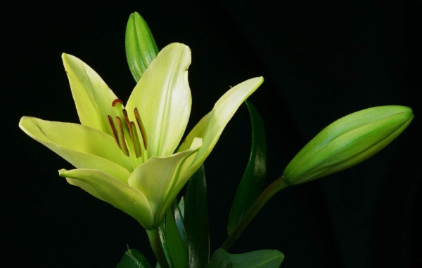 Желтая лилия и бутоны