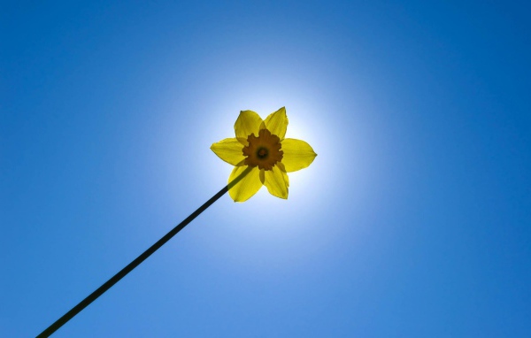 Желтый цветок на фоне неба