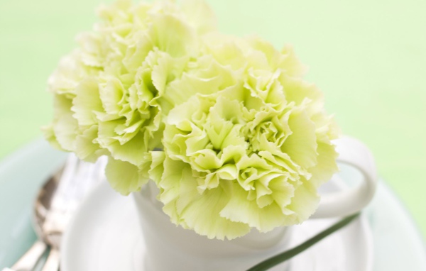 Желтый цветок в белой чашке