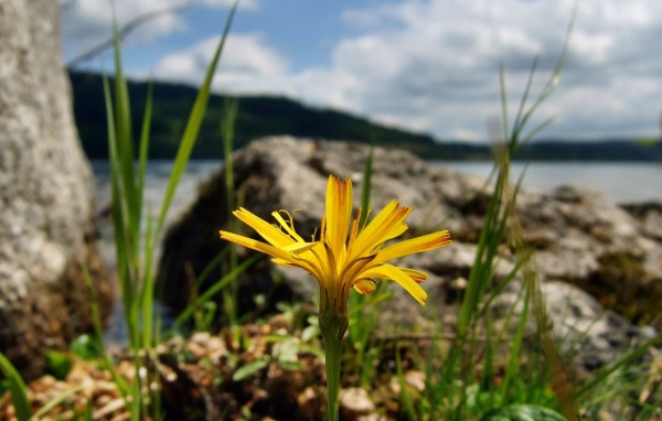 Желтый цветок на берегу