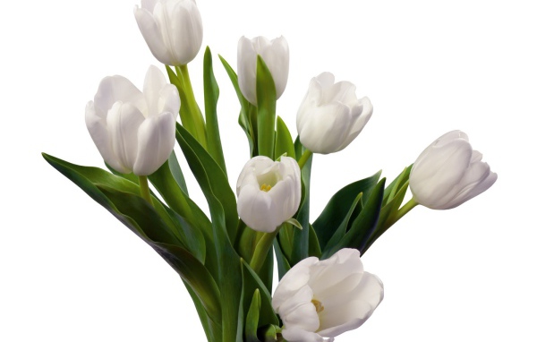 Букет белых тюльпанов