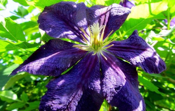 Большой синий цветок