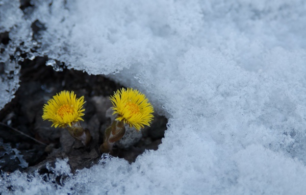 Расцвел цветок мать и мачеха