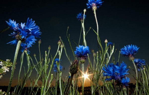 Васильки на закате