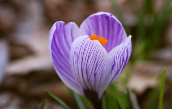 	 Flower Purple Crocus