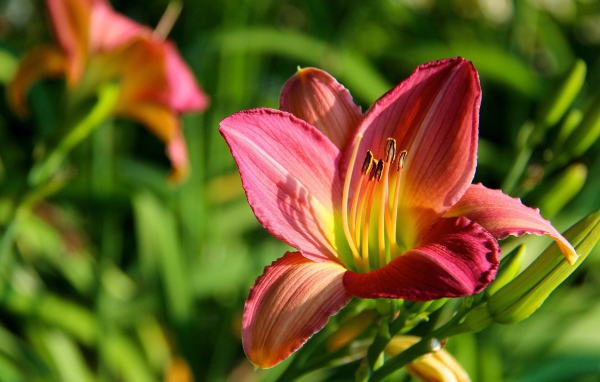 Цветок с тычинками