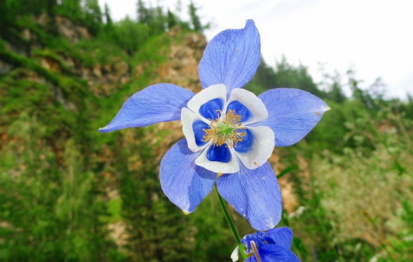 Цветок с сине-белыми лепестками
