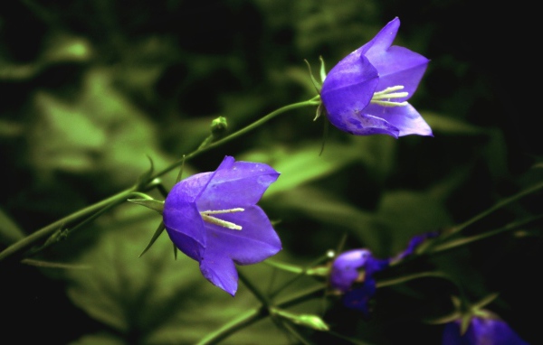 Цветы колокольчики