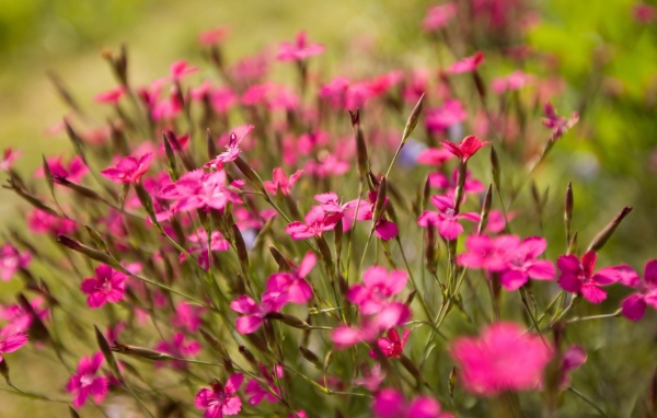 Фиолетовые полевые цветы