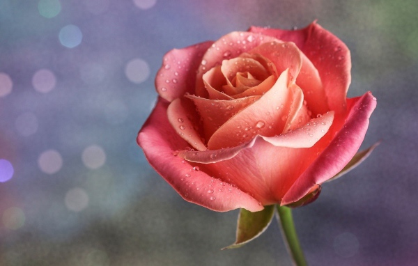 Капли дождя на розе