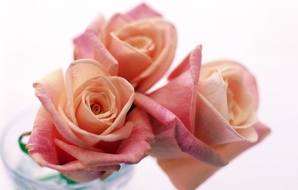 Три прекрасные розы