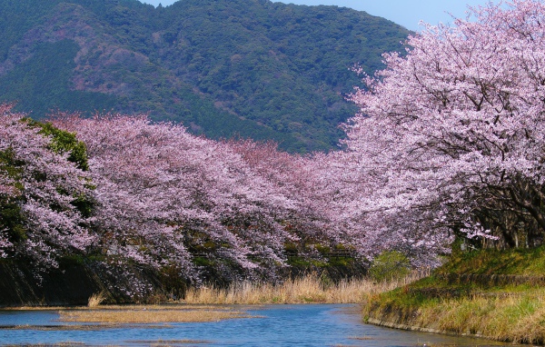 Деревья в белом цвету