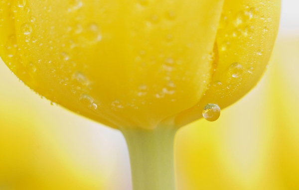 Капли воды на желтом тюльпане