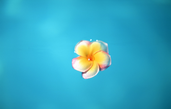 Желтый цветок на голубом фоне
