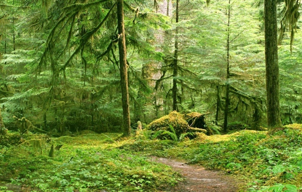 Тропинка в глухом лесу