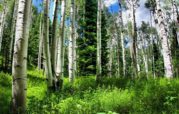 Березовый лес летом
