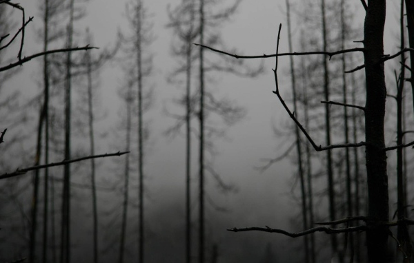 Ветки деревьев зимой