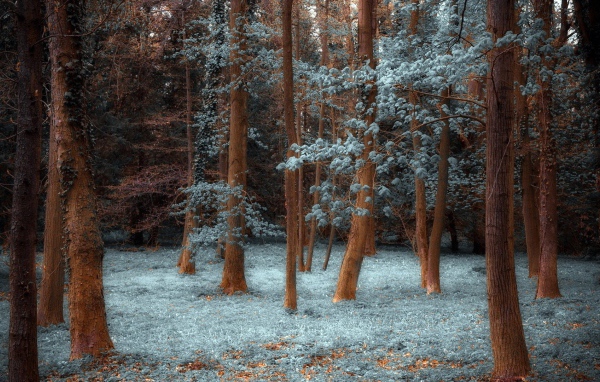 Лес покрытый инеем