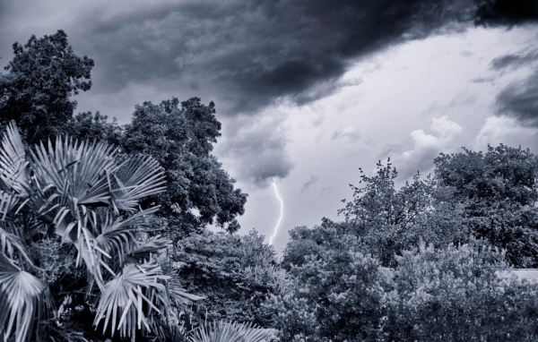 Молния в лесу