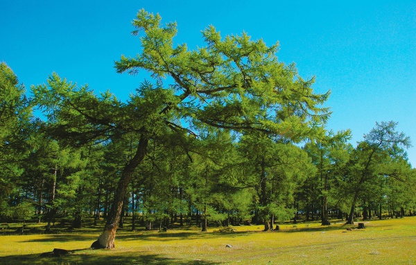 Парк больших деревьев