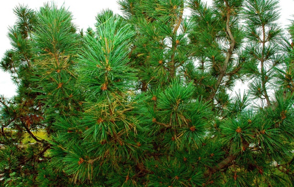 Сосновый куст
