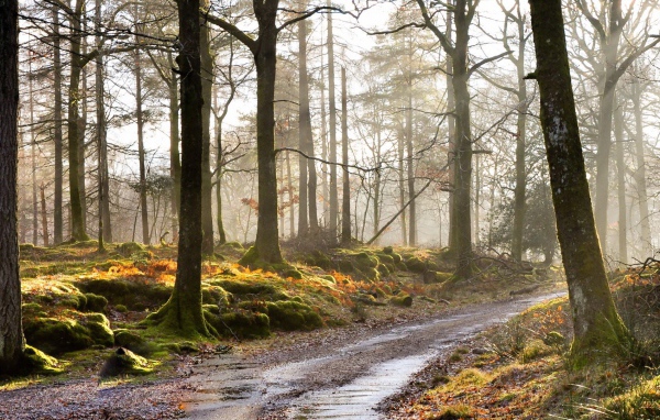 Дорога в покрытом мхом лесу