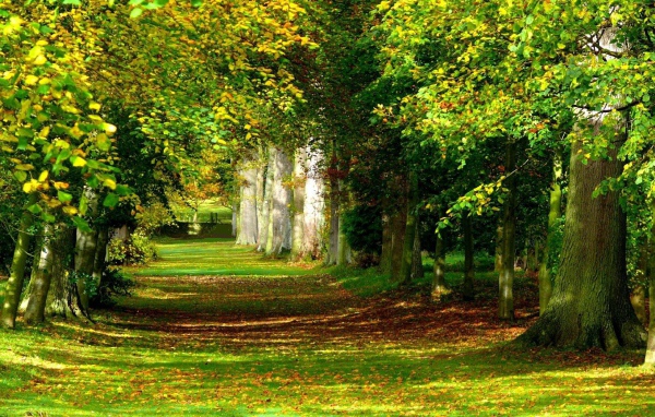 Солнечный лес