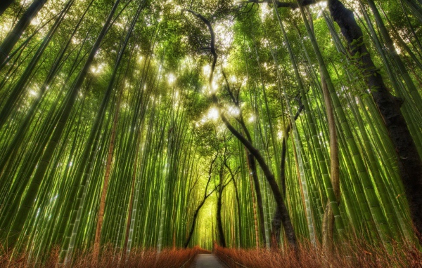  Дорога в бамбуковой роще