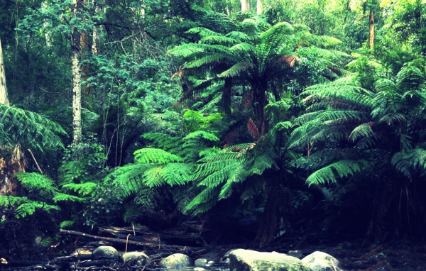 Лес в тропиках