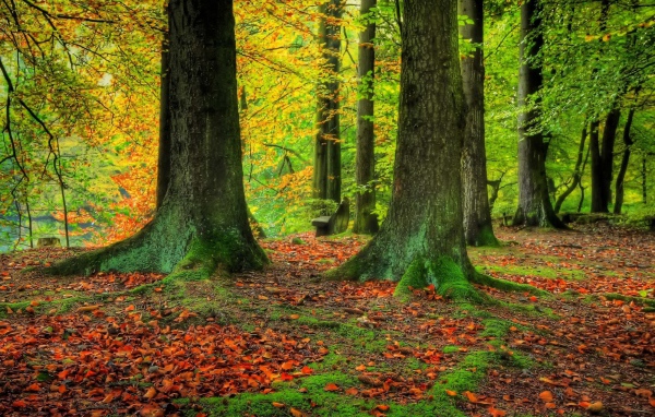 Стволы деревьев