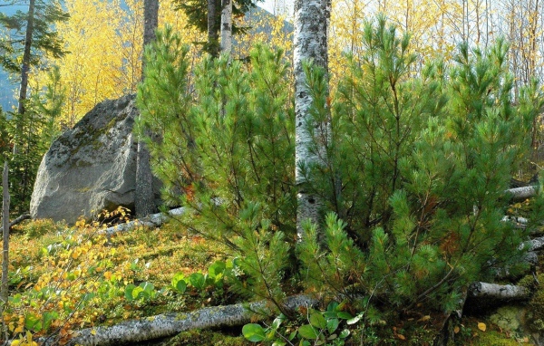 Лесной пейзаж с камнем