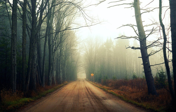 Туман на лесной дороге