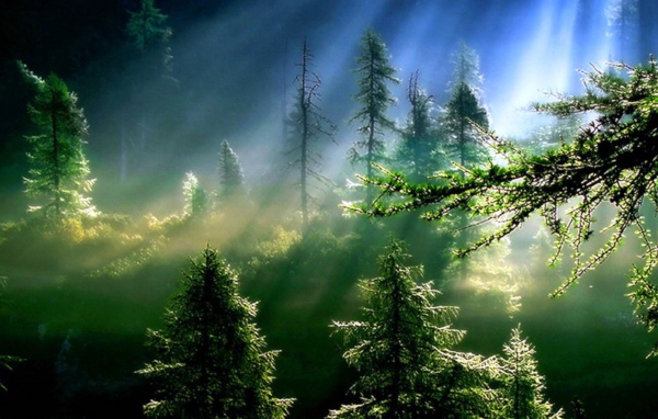 Утро в еловом лесу