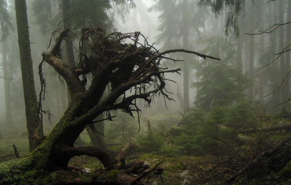 Корни упавшего дерева