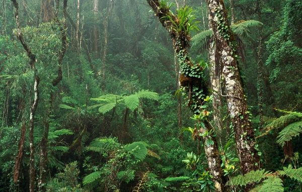 Зеленый Тропический лес