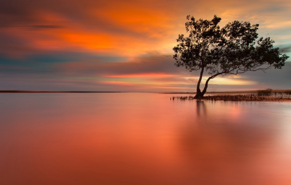 Дерево на затопленном острове