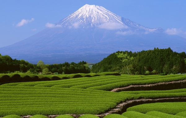Гора Фуджи и чайные плантации