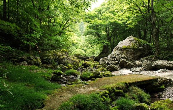 Родник в лесу