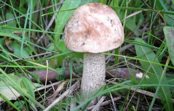 Осенний Гриб подберезовик