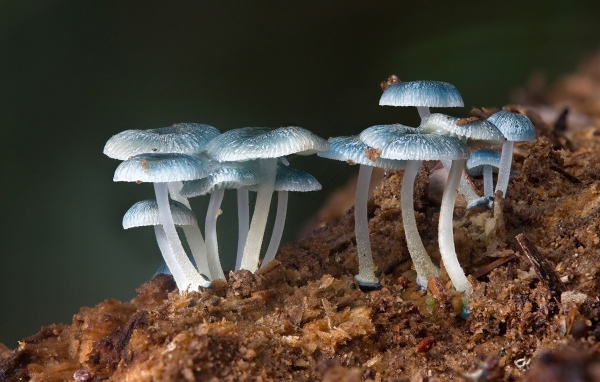 Грибы шампиньоны природа растений