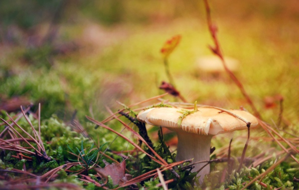 Гриб белая сыроежка 