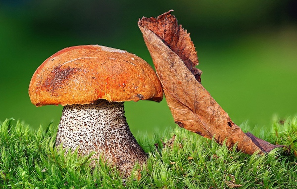 Гриб Подосиновик с листом